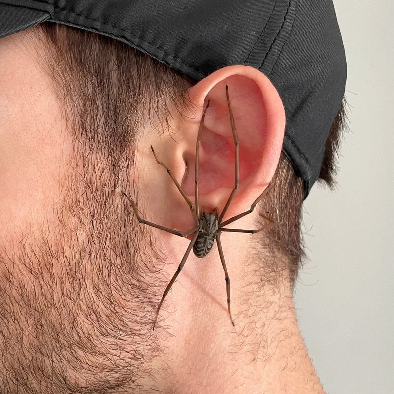 Riesenspinne Ohrringe