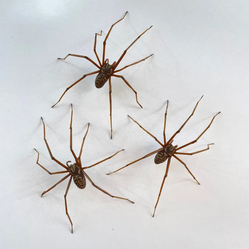 Riesenspinne Ohrringe